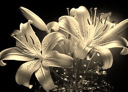 Szary + Sepia