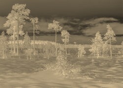 Sepia + Negatyw