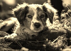 Szary + Sepia