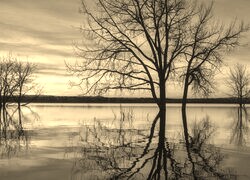 Szary + Sepia