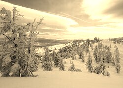 Szary + Sepia