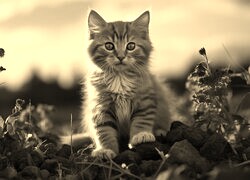 Szary + Sepia