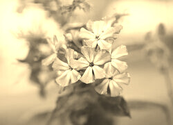 Szary + Sepia