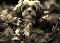 Sepia