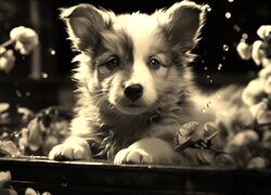 Sepia