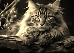 Szary + Sepia