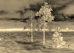 Sepia + Negatyw