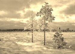 Szary + Sepia