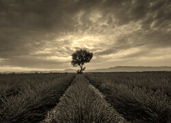 Szary + Sepia