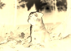 Sepia + Negatyw