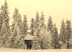 Szary + Sepia
