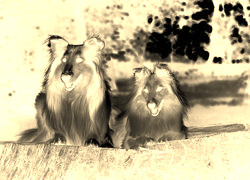 Sepia + Negatyw