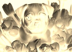 Sepia + Negatyw