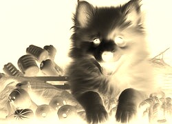 Sepia + Negatyw