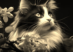 Sepia