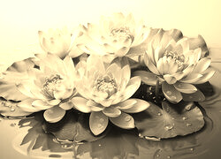 Szary + Sepia
