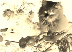 Sepia + Negatyw