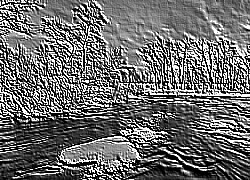 Skamielina