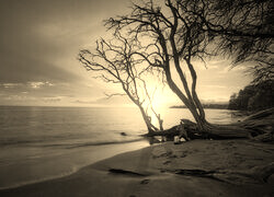 Szary + Sepia