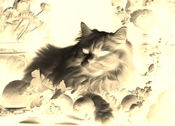 Sepia + Negatyw