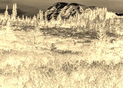 Sepia + Negatyw