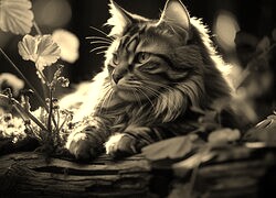 Sepia