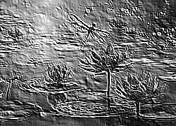Skamielina