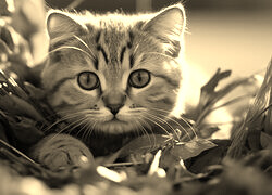 Sepia