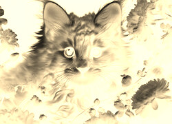Sepia + Negatyw