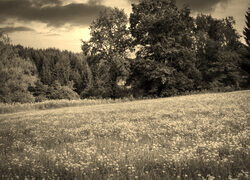 Szary + Sepia