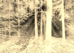 Sepia + Negatyw