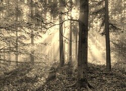 Szary + Sepia
