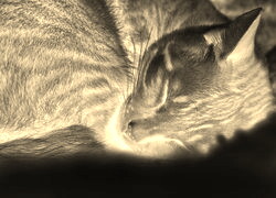 Sepia + Negatyw