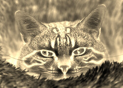 Sepia + Negatyw