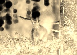 Sepia + Negatyw