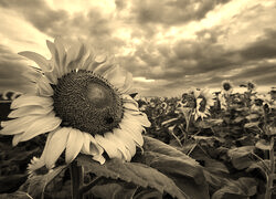 Szary + Sepia