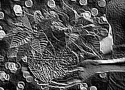 Skamielina