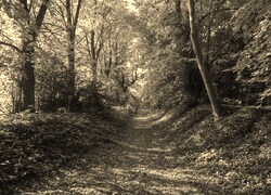 Sepia