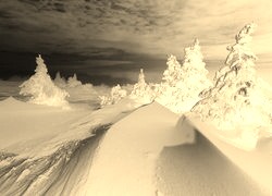 Sepia + Negatyw