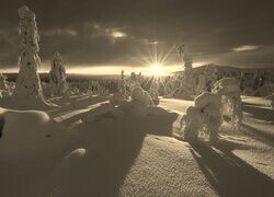 Szary + Sepia