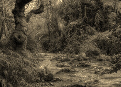 Sepia