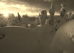 Szary + Sepia