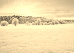 Szary + Sepia