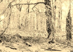 Szary + Sepia