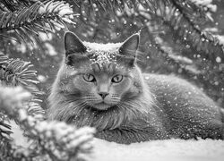 Szary