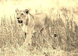 Szary + Sepia