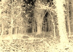 Sepia + Negatyw