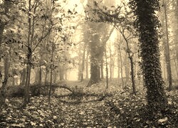 Sepia