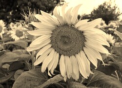 Szary + Sepia