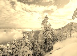 Szary + Sepia